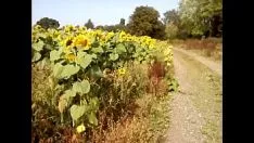 再生 Helianthusドメインshe-bop兼支援なし2021年9月26日